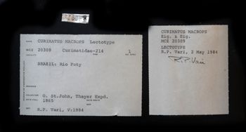Media type: image;   Ichthyology 20309 Description: photograph;  Aspect: labels